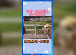 娱乐吃瓜小羊,揭秘娱乐圈那些不为人知的幕后故事