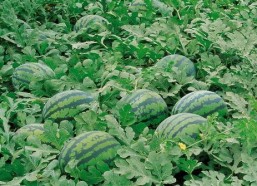 娱乐吃瓜壁纸高清竖屏