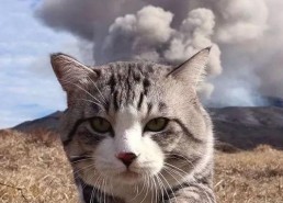 娱乐吃瓜猫捉鸟,一场趣味横生的捉鸟大戏